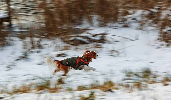 Собака спасла украинца от мобилизации
