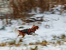 Собака спасла украинца от мобилизации