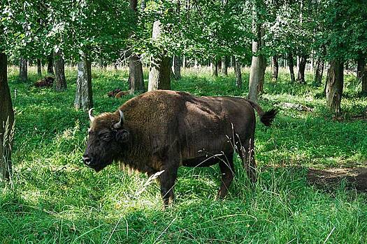 Чистокровных зубров выпустили в дикую природу в Северной Осетии