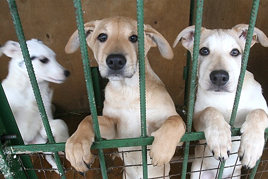 На Алтае предложили решать проблему приютов для собак на федеральном уровне