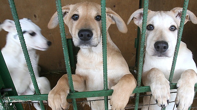 На Алтае предложили решать проблему приютов для собак на федеральном уровне
