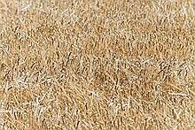 В Самарской области намолочено 2,75 тыс. тонн зерна
