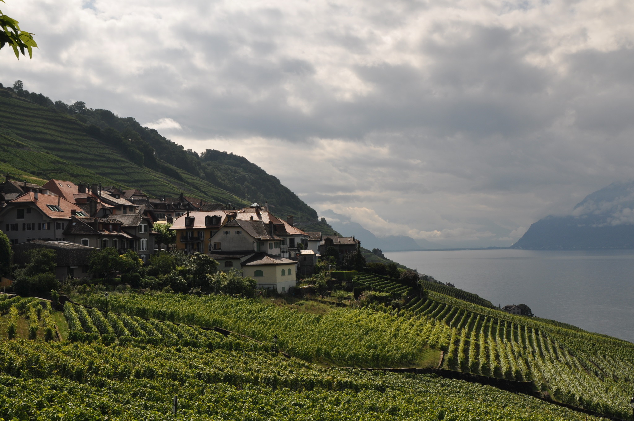 Винодельня Au Clos de la République, Террасные виноградники Лаво, Лозанна, Швейцария, Европа