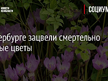 В Петербурге зацвели смертельно опасные цветы