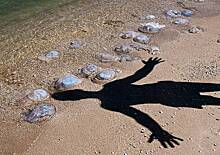 Экологи развеяли миф о связи нашествия медуз в Азовском море с Крымским мостом