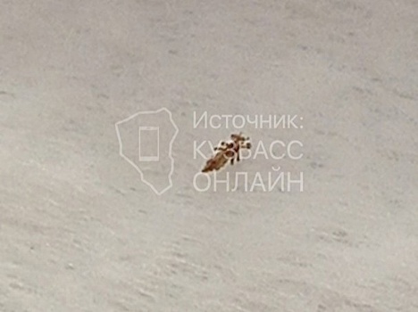 Жительница Кузбасса заявила о проблеме со вшами в одной из школ