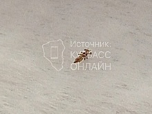 Жительница Кузбасса заявила о проблеме со вшами в одной из школ