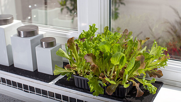 Не покупайте дорогую зелень в магазине: копеечный способ иметь свою