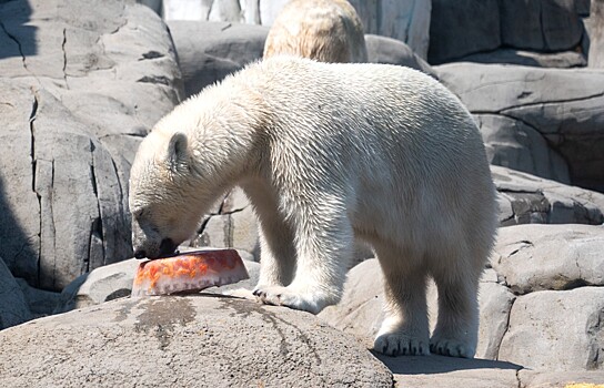 В Московском зоопарке обживается белая медведица из тайги