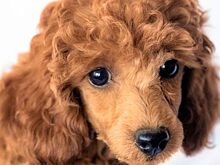 Девушка оставила пса на попечение свекрови и уехала. Вернувшись через полгода, она не узнала животное