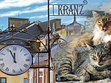 Кот против камбалы. В Зеленоградске решили изменить герб
