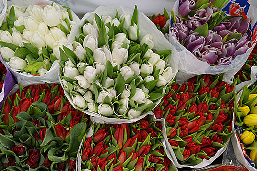 В РФ пришли  зараженные цветы из Казахстана