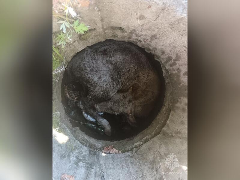 Специалисты МЧС спасли теленка из люка в Балее