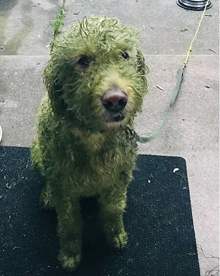 Выпустил пса на свежепостриженный газон.
