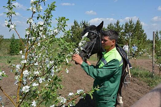 Интенсивное садоводство процветает в Челябинской области