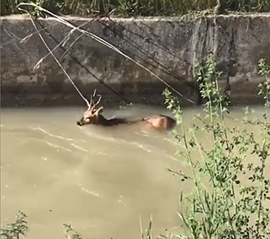 Тонувшего в канале самца косули вытащил на берег охотник на Ставрополье