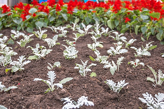 На Красноармейском и Маяковском спусках набережной высадят футбольные клумбы