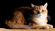 Коты-амбассадоры: бренд Sheba сам создает звезд для будущей рекламной кампании
