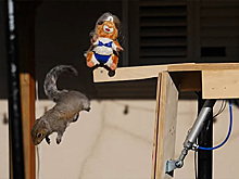 Бывший инженер НАСА создал полосу препятствий для белок-воровок