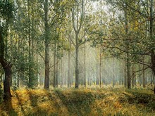 Пьяный водитель ВАЗа погиб, врезавшись в дерево под Выксой