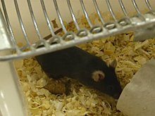 Экспериментам с мышами и членистоногими учит детей «Умный Новосибирск»