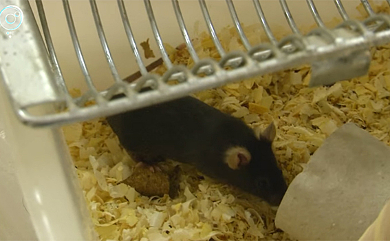 Экспериментам с мышами и членистоногими учит детей «Умный Новосибирск»