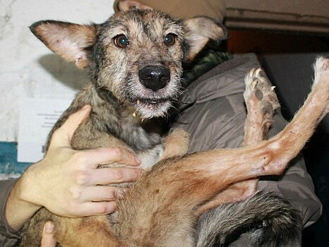 В Торжке установили личность бомжа-живодёра, несколько лет истязавшего собак