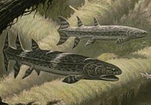 Обнаружена гигантская древняя рыба, которая охотилась на предков человека