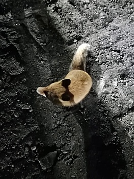 Кузбассовцы восхитились частыми визитами лисы-попрошайки