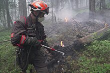 Власти Новосибирской области на борьбу с лесными пожарами выделили 115 млн рублей