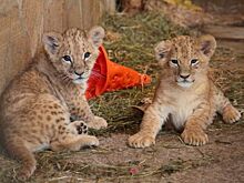 В Ленинградском зоопарке выбрали имена для львят