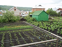 Россиянам могут разрешить продавать овощи с огородов через торговые сети