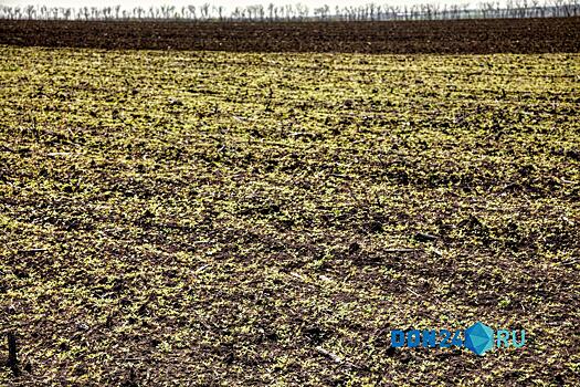 Минприроды опровергло продажу лесных участков в Ростовской области