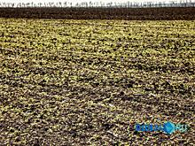 Минприроды опровергло продажу лесных участков в Ростовской области