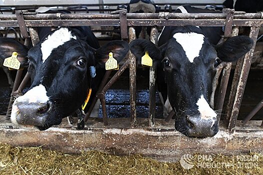 1100 молочных ферм Финляндии к 2020 году прекратят работу