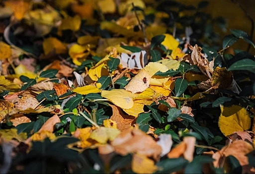 Агроном рассказал, можно ли обрабатывать сад от вредителей осенью