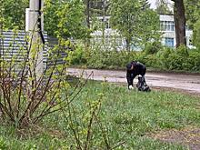 Из-за дождя в Обоянском районе отказались от субботника, а в Курске решили провести