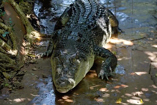 В Австралии живет самый длинный в мире 120-летний крокодил