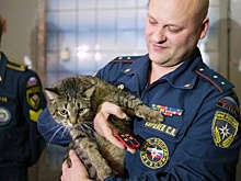 Кот Толик из отряда МЧС в Москве получил погоны прапорщика