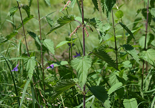 Кому нельзя есть суп из крапивы