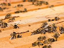 СМИ: в Октябрьском районе массово погибли пчелы