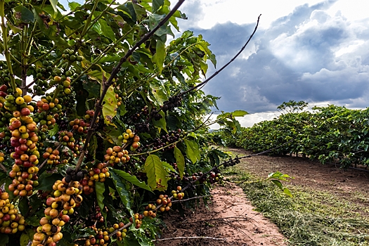 Бразилия почти в пять раз увеличила экспорт кофе в Россию