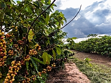 Бразилия почти в пять раз увеличила экспорт кофе в Россию