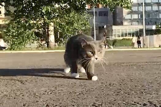 Нашедшие первого официально работающего кота в&nbsp;России получили 170 тысяч рублей