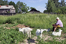В России могут ограничить поголовье скота в личных подворьях