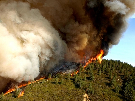 В Иркутской области за сутки ликвидировали девять лесных пожаров