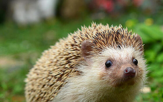 Ежи на даче: чем мы можем им помочь?