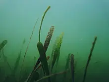 В Самарской области проверили водоемы после сообщений о гибели рыбы