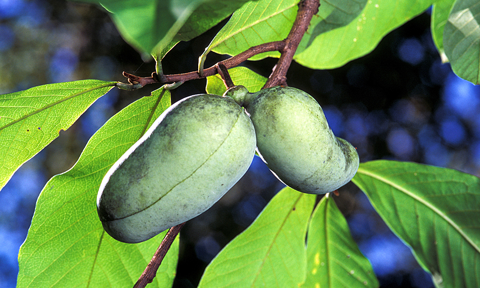 Лапа-лапа или азимина культивируется человеком ради съедобных плодов. Также фрукт используются в традиционной медицине для лечения разных заболеваний