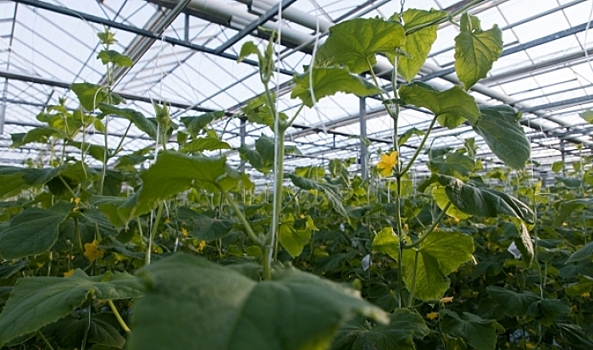 Биолог рассказал, нужно ли волгоградцам выращивать овощи в теплице летом